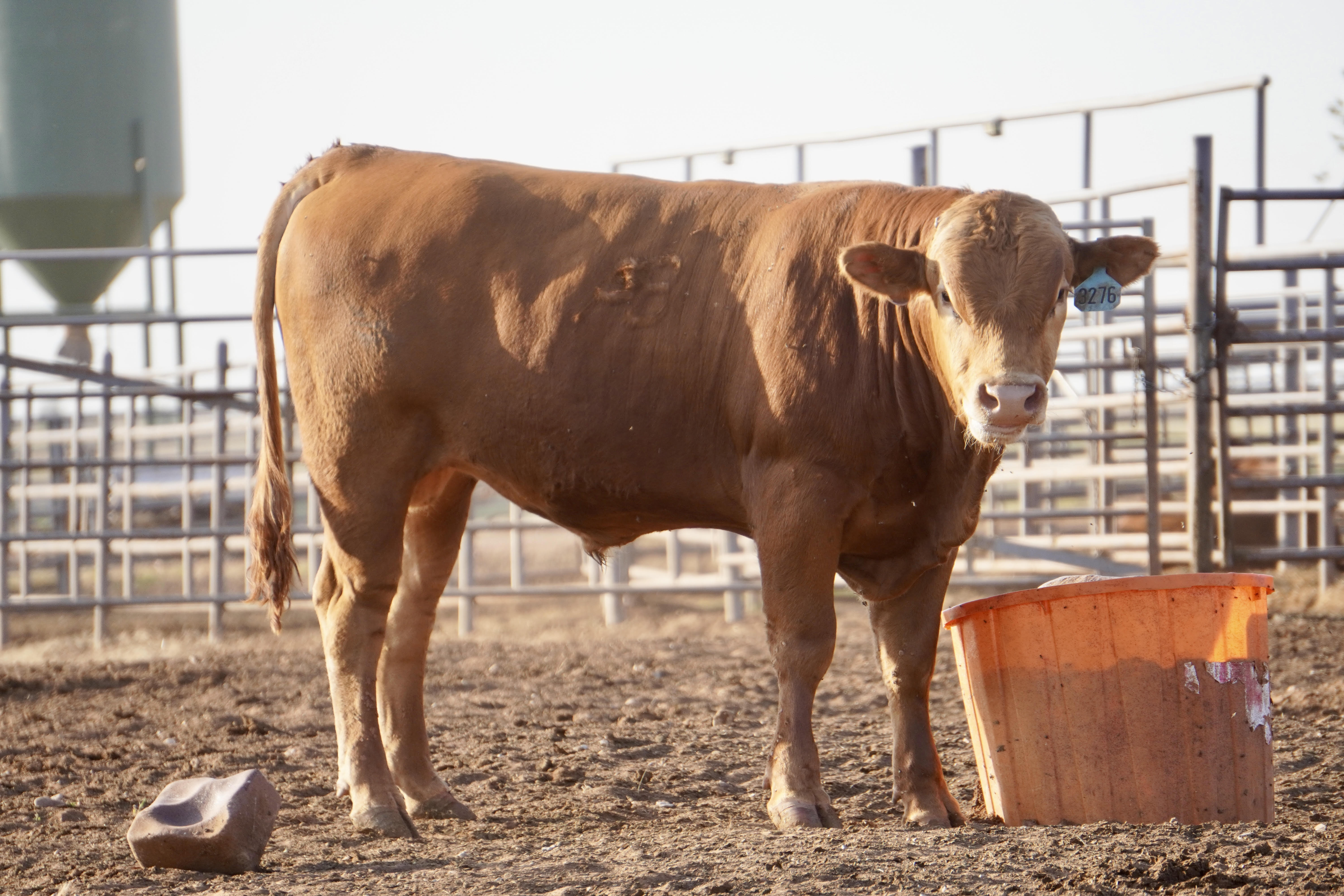 ABN RANCH 3276L ET PURE-BRED AKAUSHI BULL